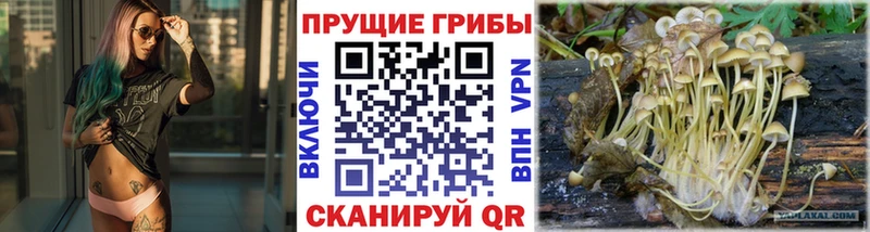 Галлюциногенные грибы Magic Shrooms где купить наркотик Михайловск